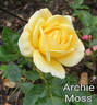 DICkumon rose photo