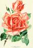 Willowmere rose photo