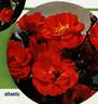 Atlantic ® rose photo