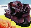 Eminence ® rose photo