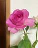 Finesse rose photo