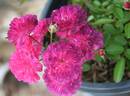 Dionysia Abberbury rose photo