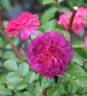 Dionysia Abberbury rose photo