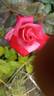 Bahurupi rose photo