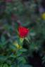 Bud Meyers rose photo