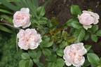 Cecil de Volanges rose photo