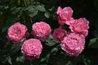 Millamy rose photo