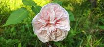 Madame Cornélissen rose photo