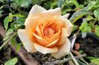 Souvenir de Madame Boullet rose photo