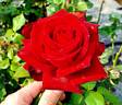 Belle Rouge rose photo