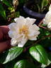 Étoile de Mai rose photo