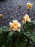 Étoile de Mai rose photo
