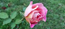 Madame Hélène Parmentier rose photo