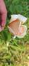 Madame Hector Leuillot rose photo