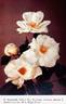 Innocence rose photo