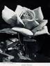 Amelia Earhart rose photo