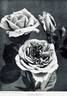 Leonard Barron rose photo