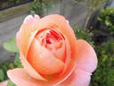 Voyage rose photo