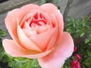 Voyage rose photo