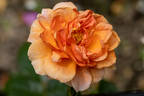 Skyline rose photo