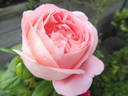 Voyage rose photo