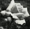 Amoureuse 1966 rose photo
