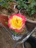 Funkuhr ® rose photo