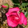 Shawn Sease rose photo