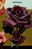 Eminence ® rose photo