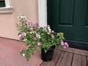 George Oliva rose photo