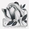 Alliance Franco-Russe rose photo