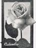 Columbia rose photo
