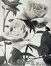 Columbia rose photo