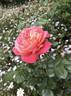 Queen of Hearts rose photo