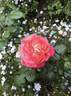 Queen of Hearts rose photo