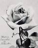 Mary, Countess of Ilchester rose photo