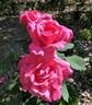 Babe Ruth rose photo