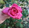 Babe Ruth rose photo