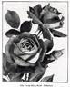 Rhea Reid rose photo