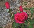 Général Berthelot rose photo