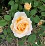 Golden Ophelia rose photo