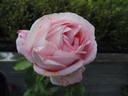 Voyage rose photo