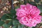 Leveson Gower rose photo