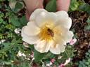 18LA12 rose photo