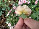18LA12 rose photo