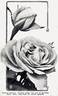 Antoine Rivoire rose photo