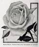 Bessie Brown rose photo