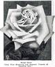 Mabel Drew rose photo