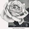 Mary, Countess of Ilchester rose photo