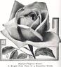 Madame Segond Weber rose photo
